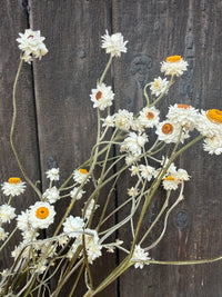 Ammobium