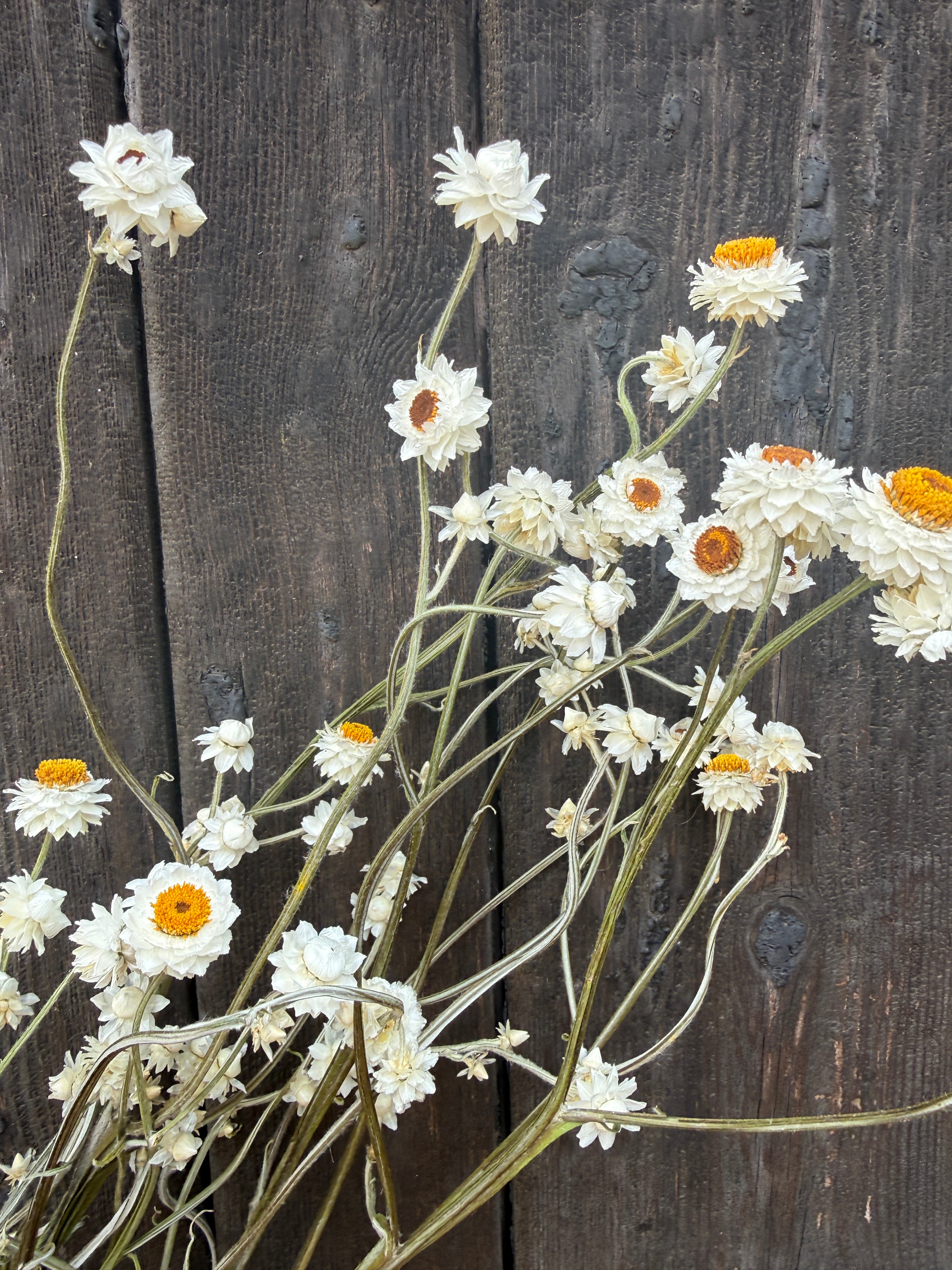 Ammobium Dried | Winged Everlasting | Norfolk 50-70cm
