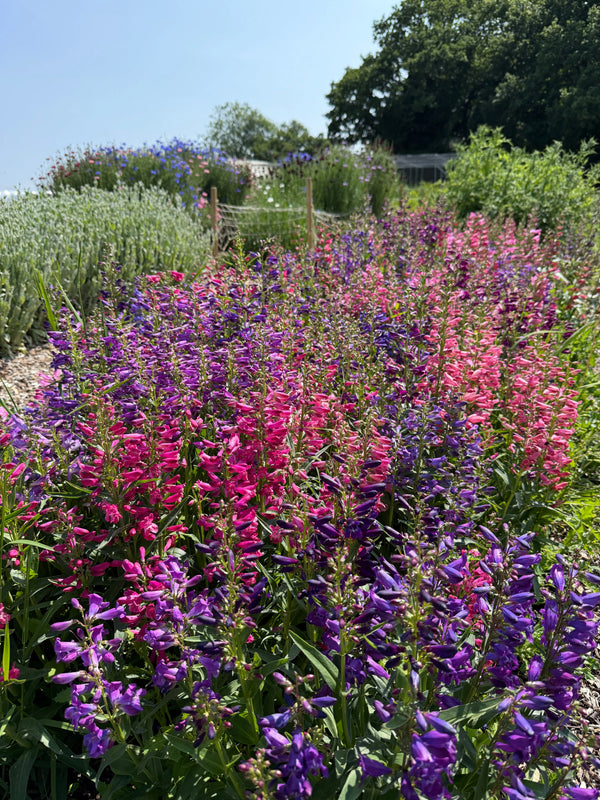 A late summer garden bursts with dense clusters of purple and pink Penstemon Cambridge Mix flowers from Bishy Barnabees Cottage Garden, surrounded by lush green foliage under a clear blue sky, with trees and a fence in the background.