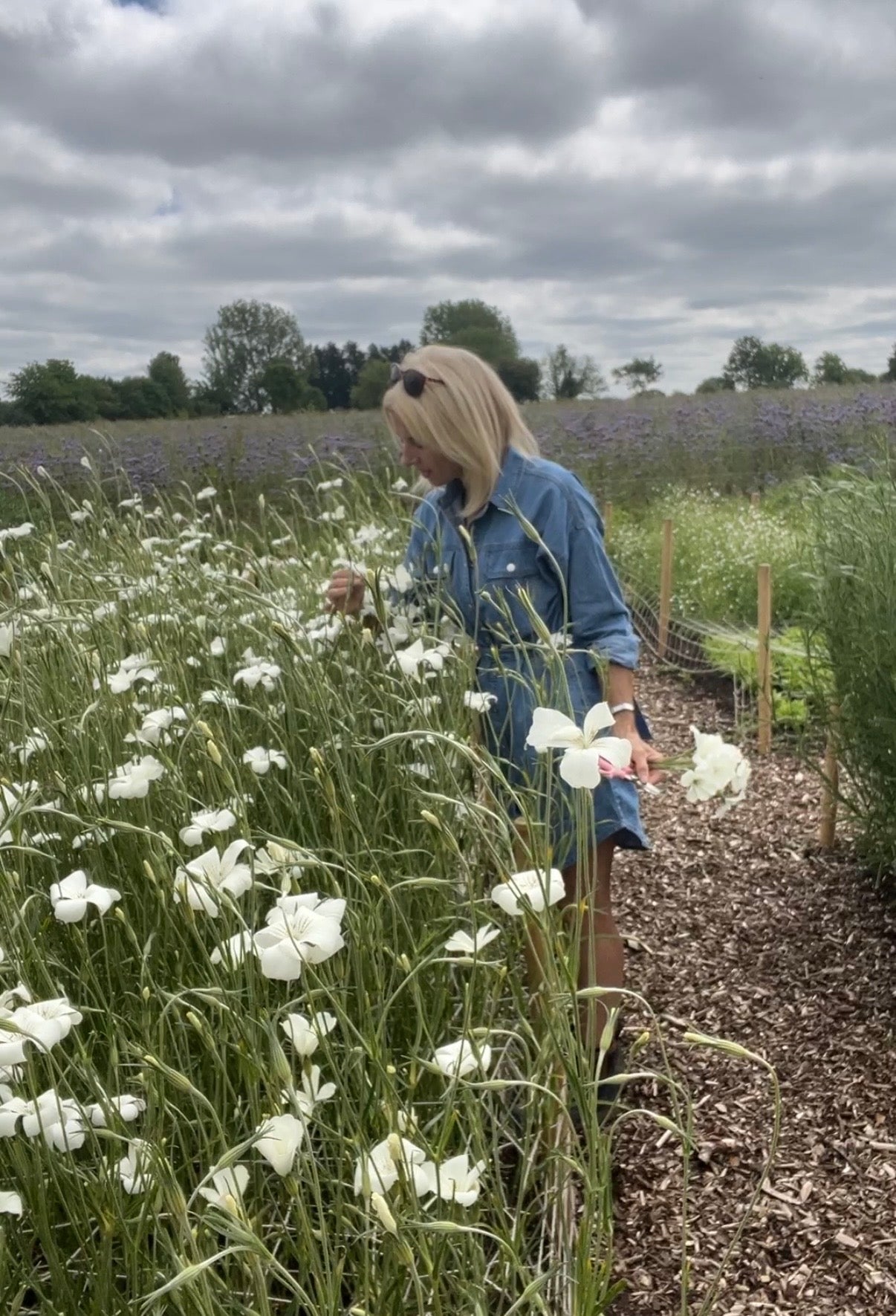 A woman in a denim dress stands among tall white Corncockle Bianca flowers from Bishy Barnabees Cottage Garden Ltd, holding blooms and gazing down amid cloudy skies and trees.