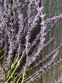 Salvia Violet Queen Dried
