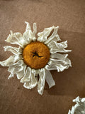 Oxeye Daisies Dried by Bishy Barnabees Cottage Garden Ltd feature yellow centers and white, crinkled petals, beautifully displayed on a brown textured surface for a rustic floral touch.