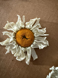 Oxeye Daisies Dried by Bishy Barnabees Cottage Garden Ltd feature yellow centers and white, crinkled petals, beautifully displayed on a brown textured surface for a rustic floral touch.