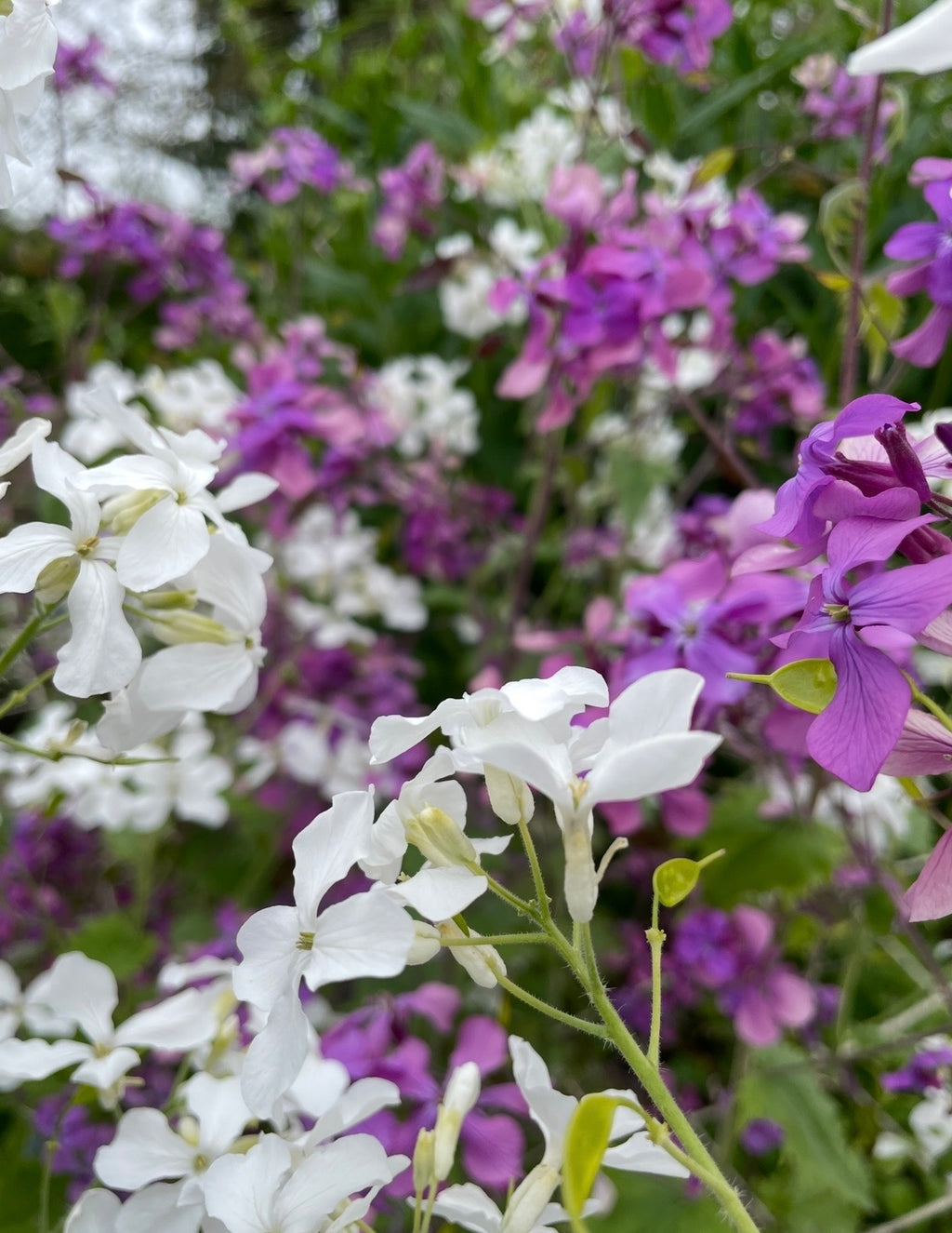 Honesty Mixed (Lunaria annua) – white and purple flowers with green foliage behind