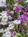 Honesty Mixed (Lunaria annua) – white and purple flowers with green foliage behind