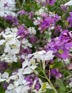 Honesty Mixed (Lunaria annua) – white and purple flowers with green foliage behind