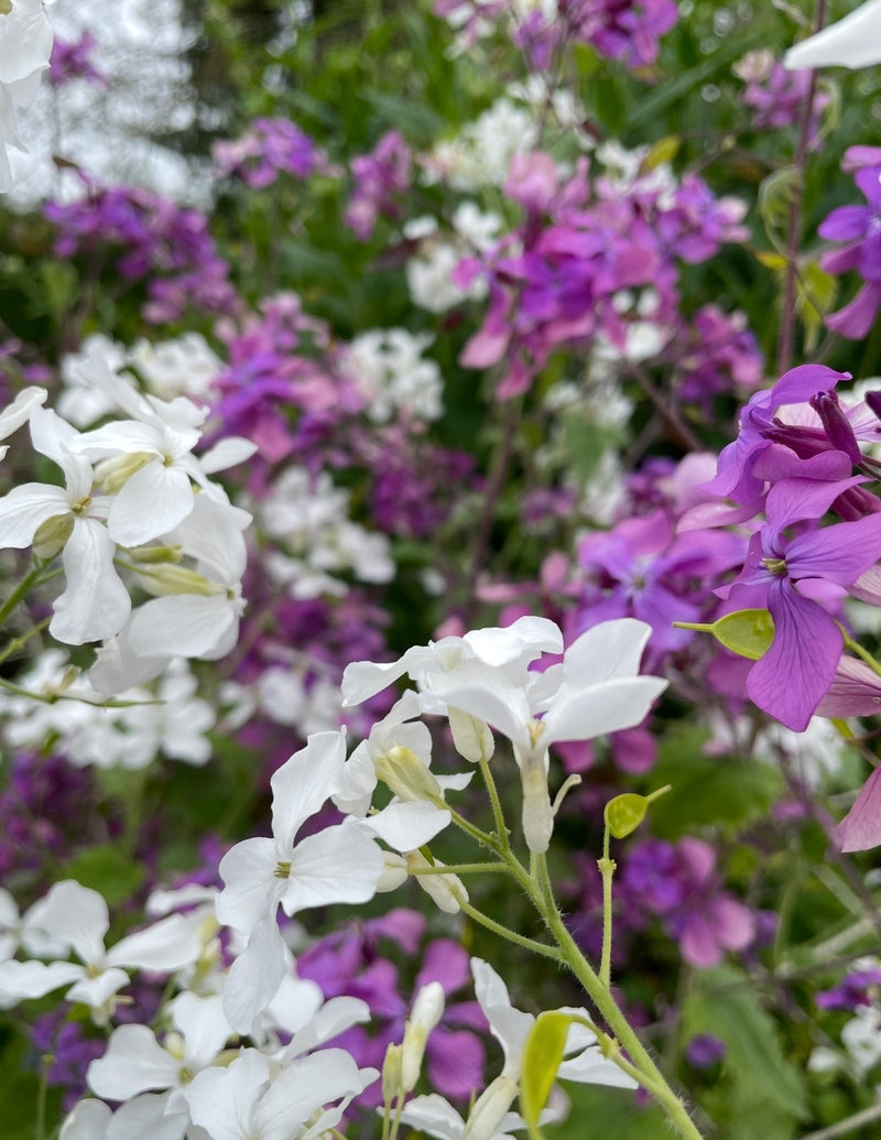 Close-up of white and purple Honesty Mixed flowers by Bishy Barnabees Cottage Garden, blooming with lush green foliage behind. Delicate petals stand out against the blurred background, while honesty seeds add subtle charm.
