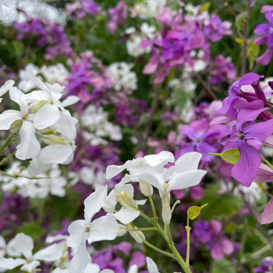 Honesty Lunaria Mixed