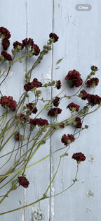 Geums Dried from Bishy Barnabees Cottage Garden Ltd—a collection of dried, dark red geum flowers with green stems—are scattered on a white wooden surface with visible grain and knots.