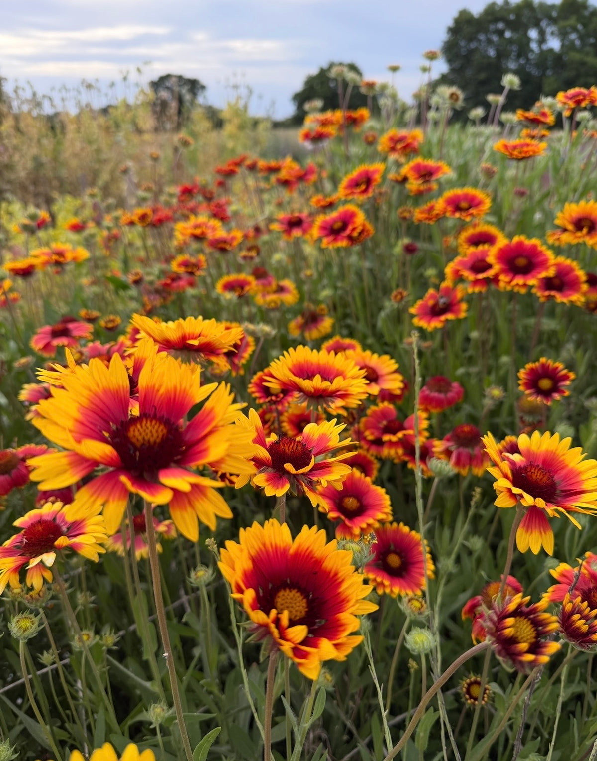 Gaillardia Aristata Bicolour Goblin by Bishy Barnabees Cottage Garden features vibrant yellow and red blooms that liven up grassy fields. These hardy perennials are perfect for adding bright color to your garden with easy-to-grow seeds.