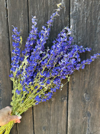 Larkspur Dried | Purple or Mixed | Norfolk Cottage