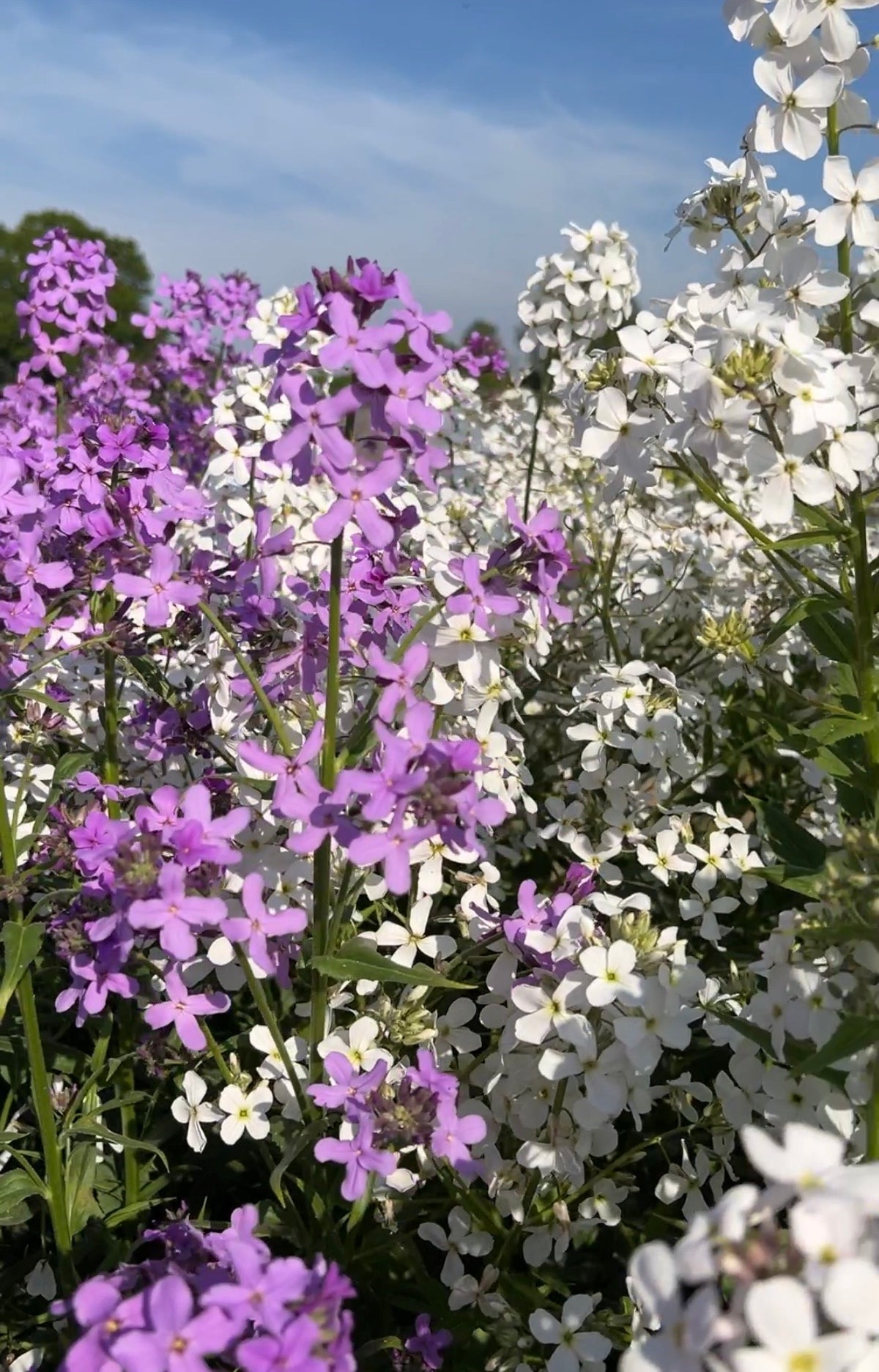A close-up of Hesperis Mixed by Bishy Barnabees Cottage Garden Ltd shows clusters of small purple and white blossoms under a clear blue sky, capturing the freshness of a sunny day—nature’s border radius softening every edge.
