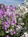 Hesperis Mixed
