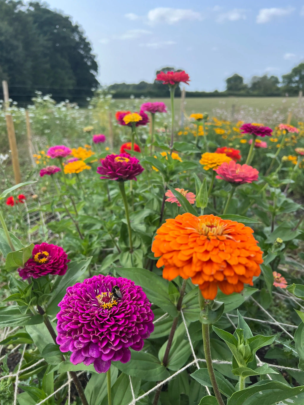 Rows of Zinnia Giants of California in orange, pink and purple beside green fields
