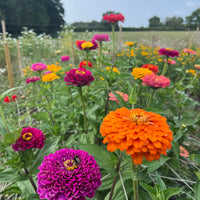 A stunning garden of Bishy Barnabees Cottage Garden’s Zinnia Giants of California blooms in vibrant orange, pink, and purple—florist-quality flowers perfect for cutting—set against green fields beneath a partly cloudy sky.