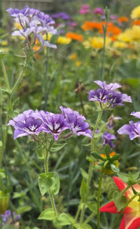 Close-up of Bishy Barnabees Cottage Garden's Phlox Sugar Stars—vibrant purple and white, star-shaped blooms with green stems—set against a lively background of blurred orange, yellow, and violet-blue phlox hues.