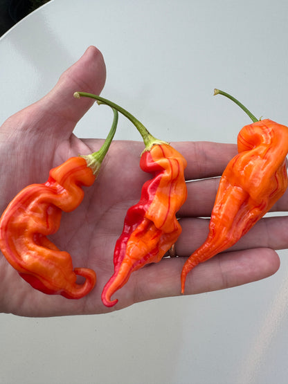Hand holding vibrant Sugar Rush Peach Stripey chillies, showcasing their unique shape and bright colors.
