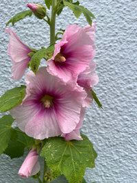 Close-up of pink hollyhock flowers with magenta centers and green leaves against a light gray wall—inspiring country gardens or planting Hollyhock Bishy Barnabee Mix seeds from Bishy Barnabees Cottage Garden.
