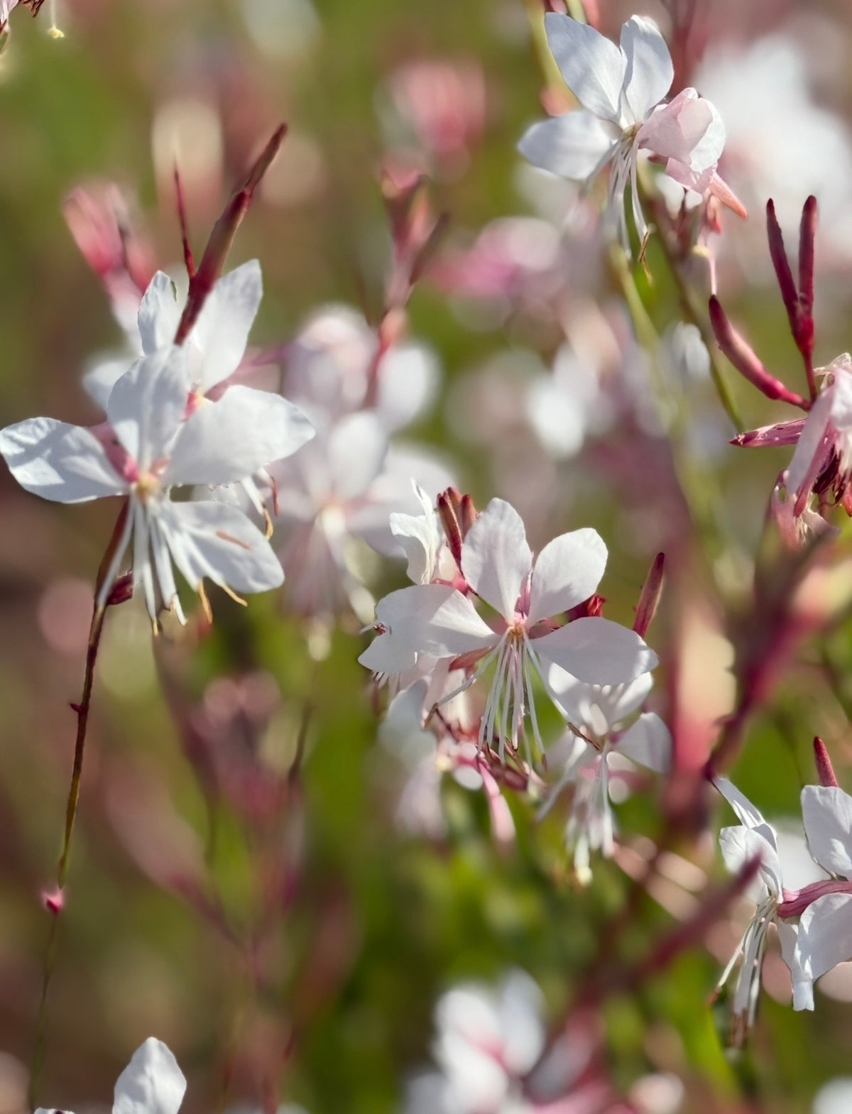 Gaura 'The Bride' (Gaura lindheimeri) – white and pale pink flowers with long stamens
