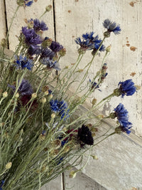 Cornflower Dried Flowers | Norfolk Meadow Bunch