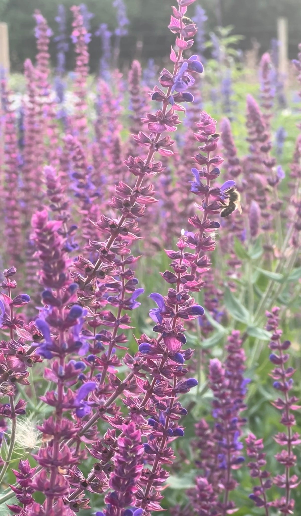 Close-up of purple Salvia Violet Queen flowers with a bumblebee on a bloom