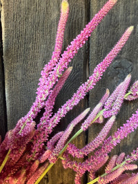 Statice Suworowii Dried | Pink Poker | Norfolk Grown