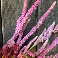 Dried Statice Suworowii