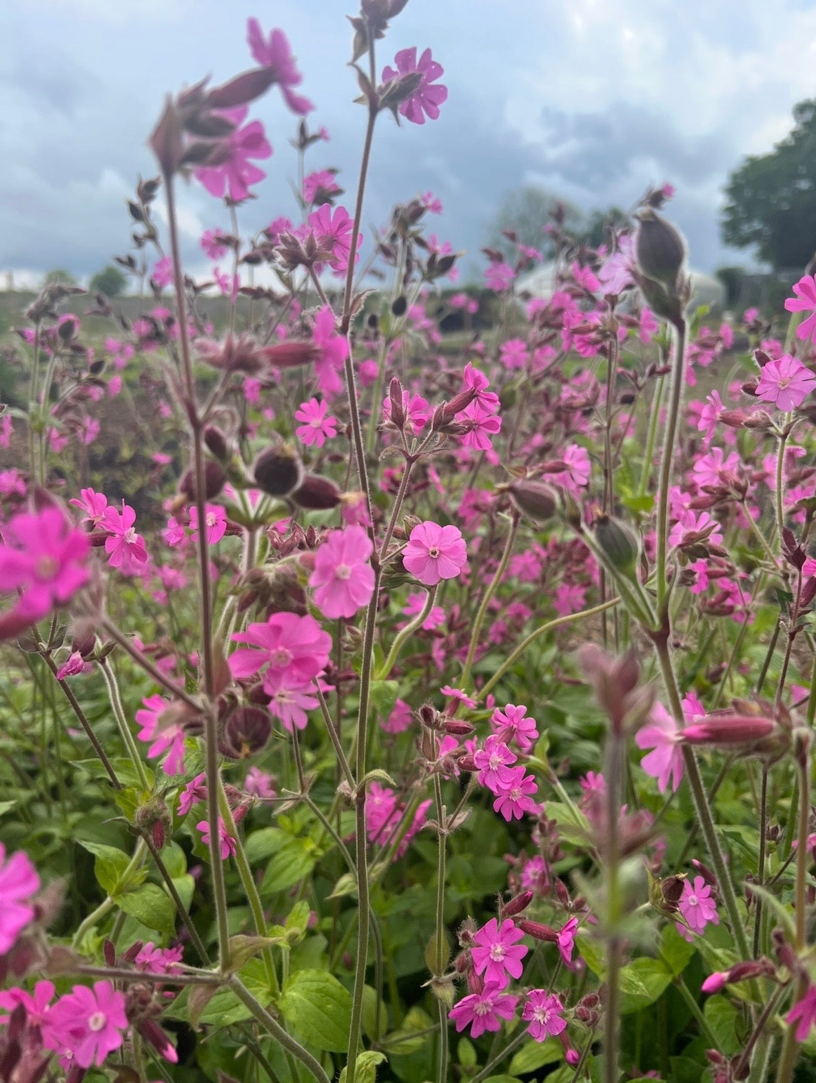 Close-up of Red Campion by Bishy Barnabees Cottage Garden—vibrant pink wildflowers with green stems and leaves, set against a soft-focus outdoor background; ideal inspiration for a wildlife-friendly garden.
