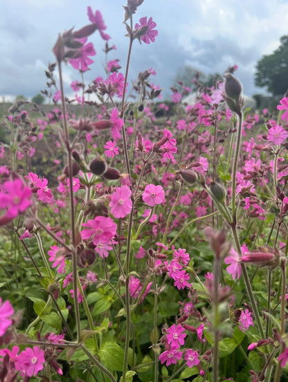 Close-up of Red Campion by Bishy Barnabees Cottage Garden—vibrant pink wildflowers with green stems and leaves, set against a soft-focus outdoor background; ideal inspiration for a wildlife-friendly garden.