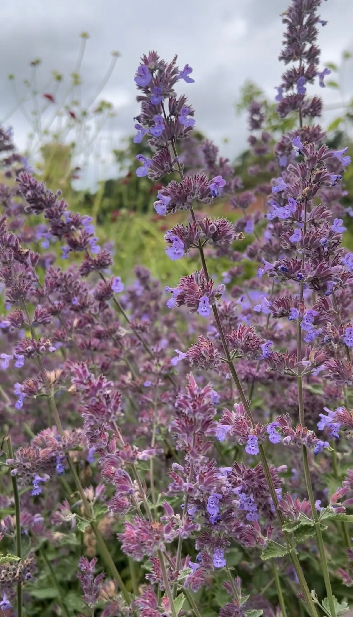 Tall stems of Nepeta Mussinii - Catmint from Bishy Barnabees Cottage Garden feature clustered purple-lavender blooms and green foliage, creating a picturesque display for an English cottage garden.