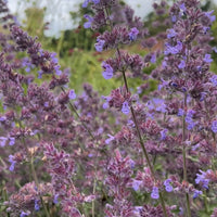 Tall stems of Nepeta Mussinii - Catmint from Bishy Barnabees Cottage Garden feature clustered purple-lavender blooms and green foliage, creating a picturesque display for an English cottage garden.