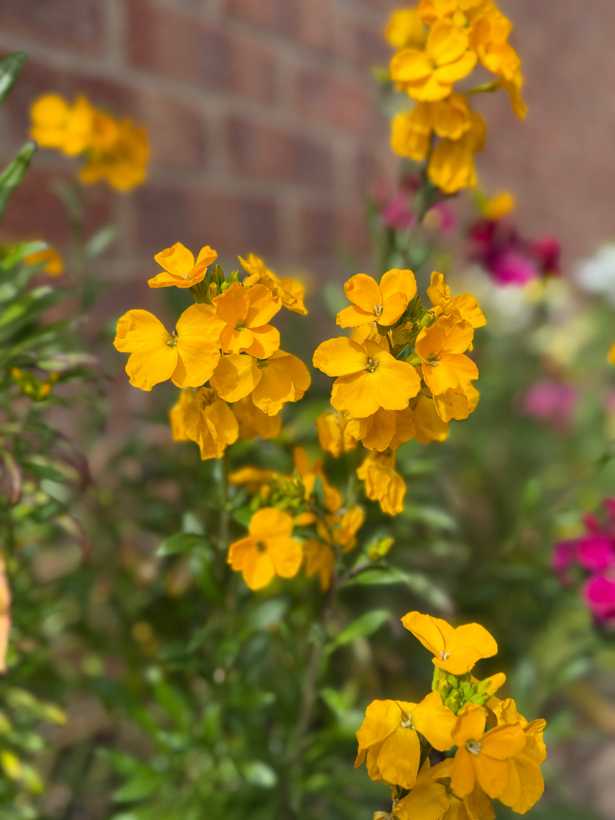 Wallflower Cloth of Gold