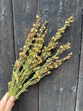A hand holds a bunch of Penstemon Dried from Bishy Barnabees Cottage Garden Ltd in front of a weathered wooden background.