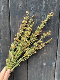 A hand holds a bunch of Penstemon Dried from Bishy Barnabees Cottage Garden Ltd in front of a weathered wooden background.