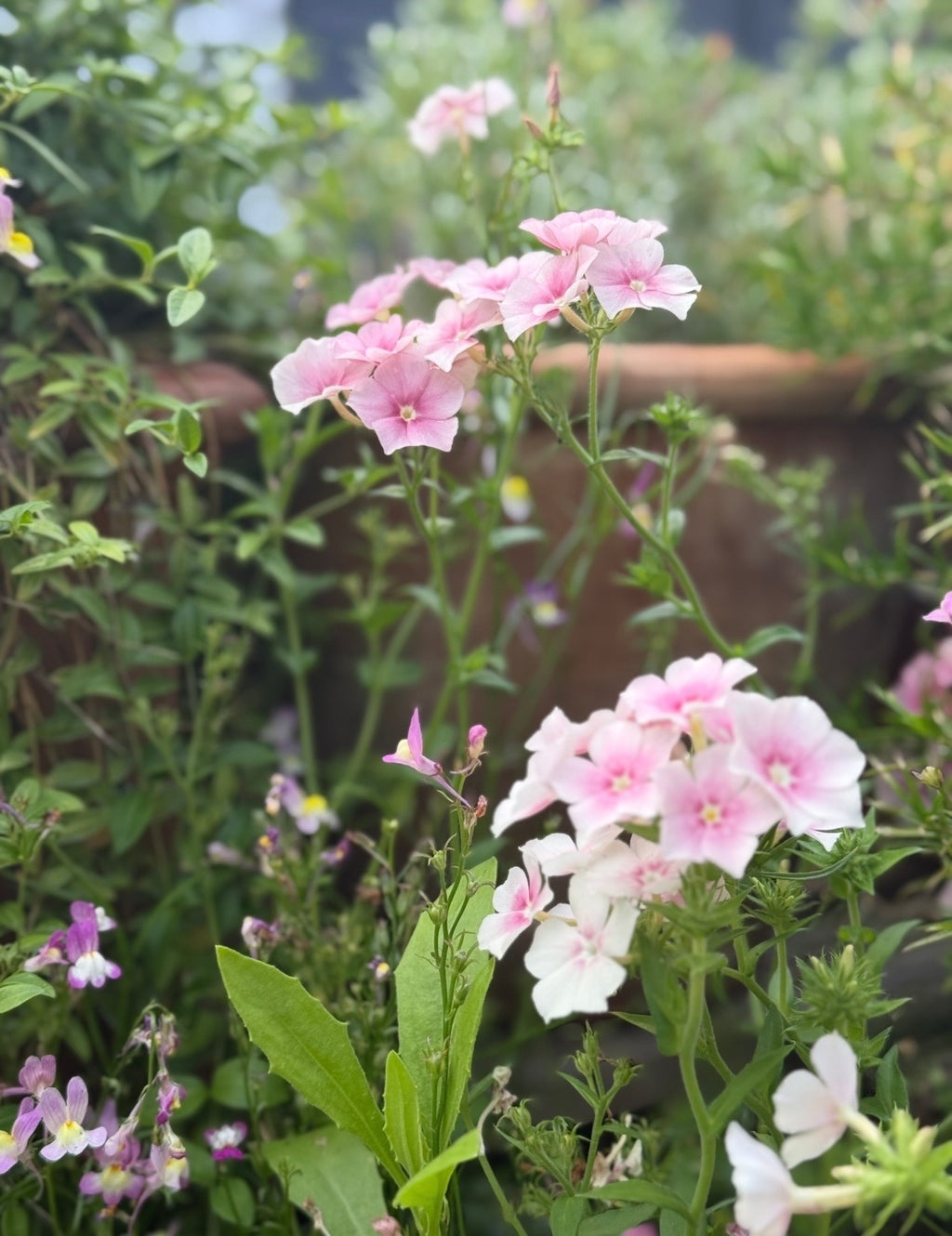 Close-up of five-petalled pink and white Phlox Blushing Bride flowers