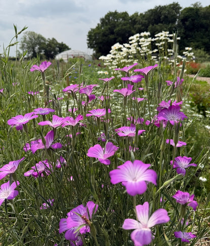 Corncockle by Bishy Barnabees Cottage Garden Ltd features tall, slender stems with vibrant purple blooms among clusters of daisies and green foliage, set against a partly cloudy rural landscape.