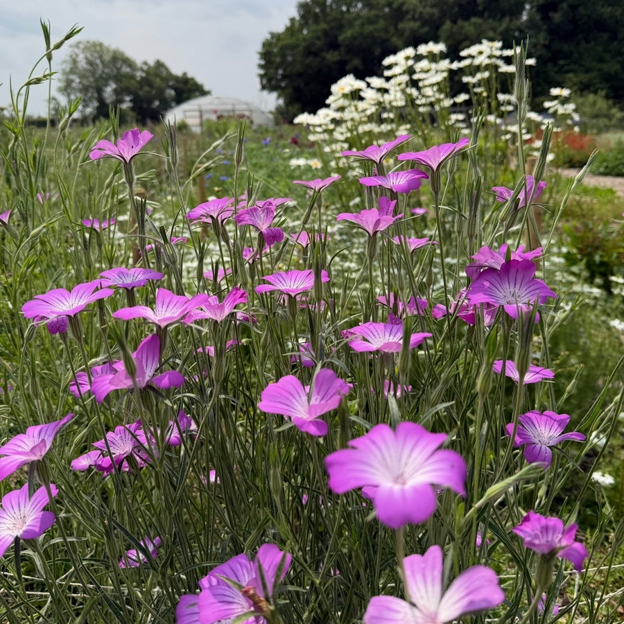 Corncockle by Bishy Barnabees Cottage Garden Ltd features tall, slender stems with vibrant purple blooms among clusters of daisies and green foliage, set against a partly cloudy rural landscape.