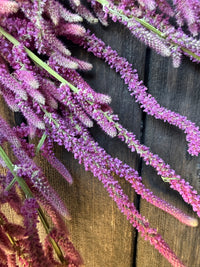 Statice Suworowii Dried | Pink Poker | Norfolk Grown