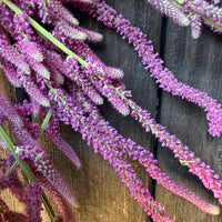 Dried Statice Suworowii