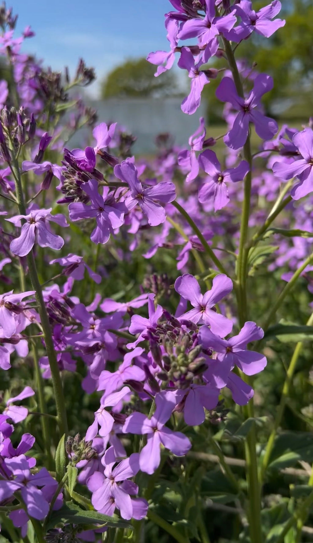Close-up of Hesperis Purple (Sweet Rocket) by Bishy Barnabees Cottage Garden, showcasing clusters of vibrant purple, four-petaled blossoms with green stems against a blurred background of foliage and blue sky.