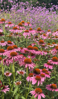 A vibrant field of Bishy Barnabees Cottage Garden’s Echinacea Purple Coneflower with orange-brown centers, perfect for pollinator gardens, glows in sunlight with tall purple flowers blooming in the background.