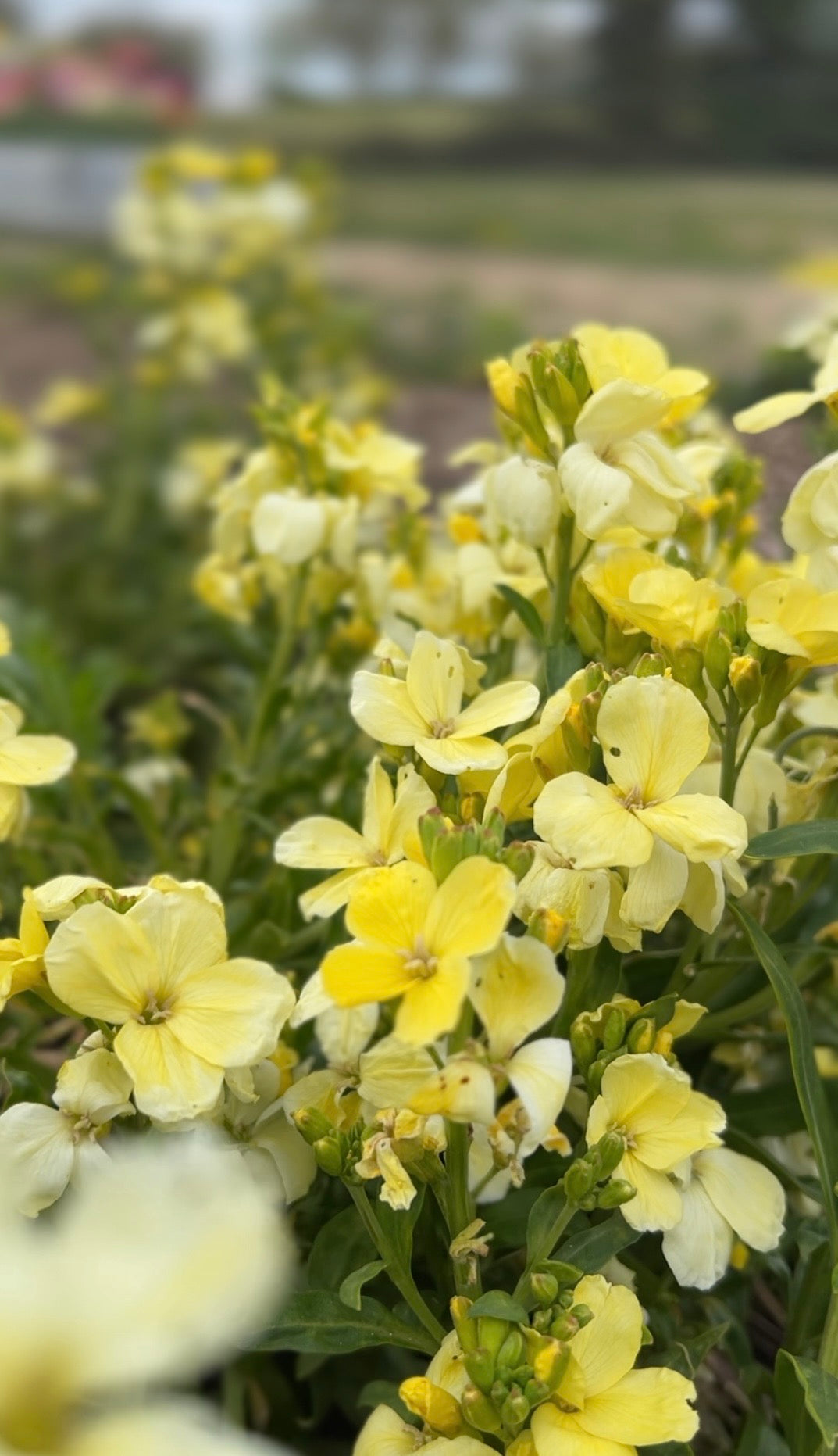 Wallflower Ivory White by Bishy Barnabees Cottage Garden offers creamy-white blooms and green foliage, flowering outdoors in early spring as a nectar source, set against soil, greenery, and a pathway.