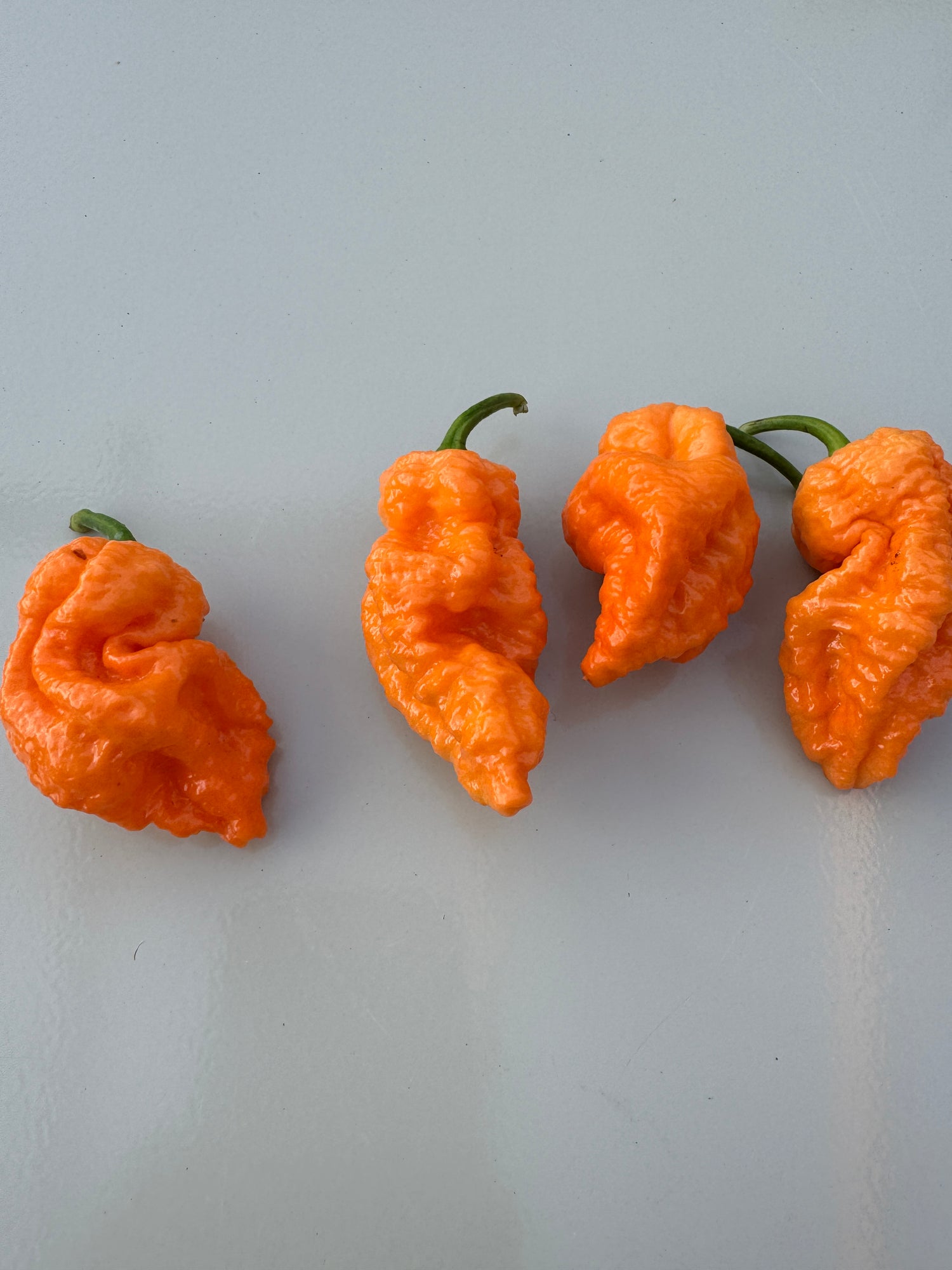 Four orange Jays Peach Ghost Scorpion chillies on a light surface.