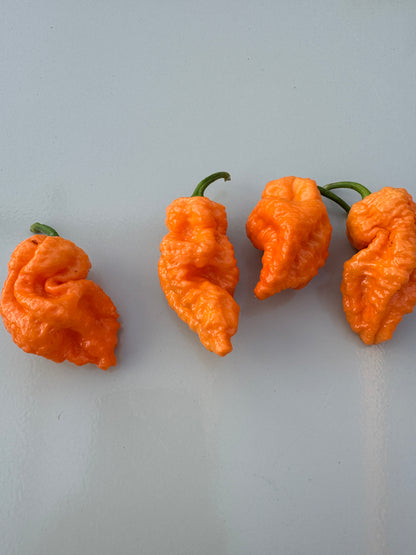Four orange Jays Peach Ghost Scorpion chillies on a light surface.