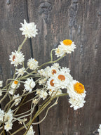 Ammobium Dried | Winged Everlasting | Norfolk 50-70cm