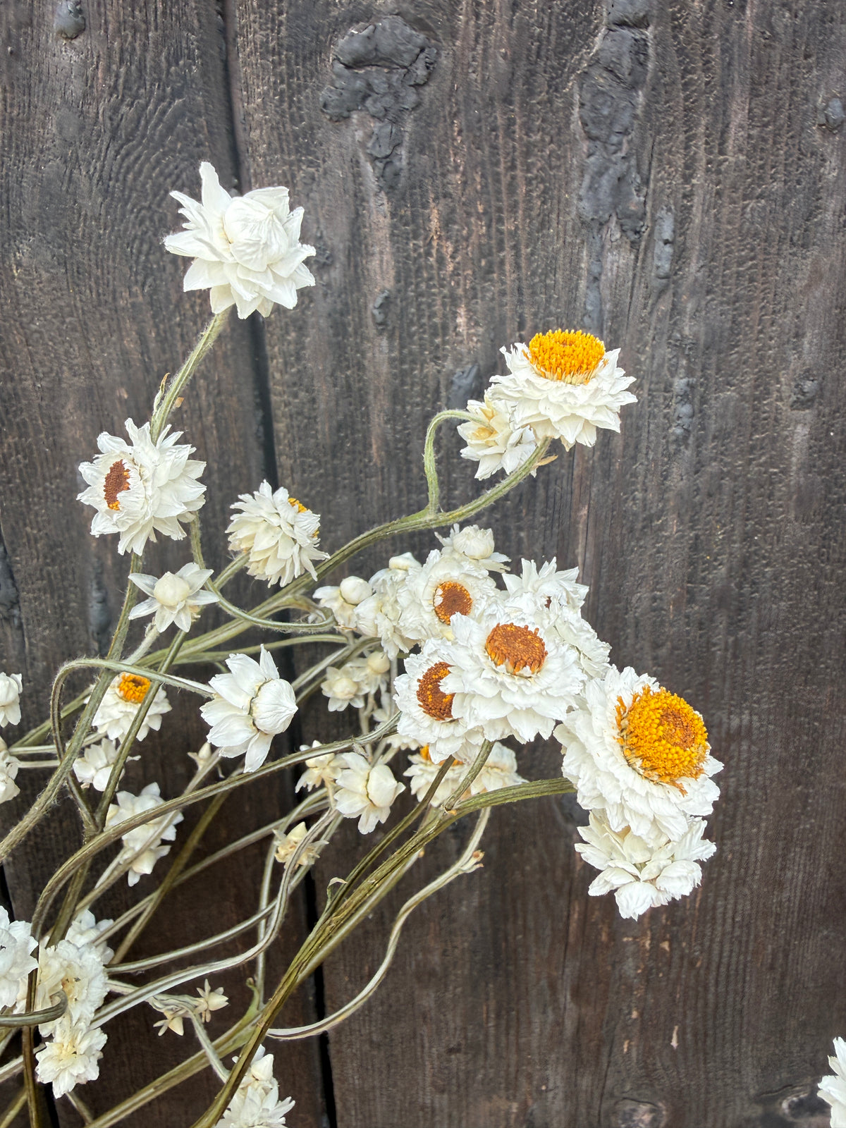 Ammobium Dried | Winged Everlasting | Norfolk 50-70cm