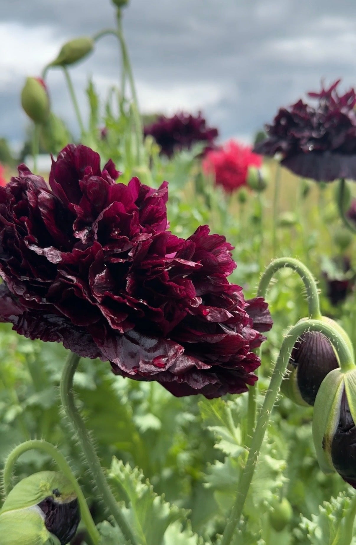 Close-up of Poppy Black Peony by Bishy Barnabees Cottage Garden, a dark burgundy Papaver somniferum blooming among green leaves and buds—ideal for dried flower arrangements, set against an overcast sky.