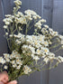 Achillea Ballerina Dried - Bishy Barnabees Cottage Garden Ltd