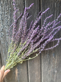 Salvia Violet Queen Dried