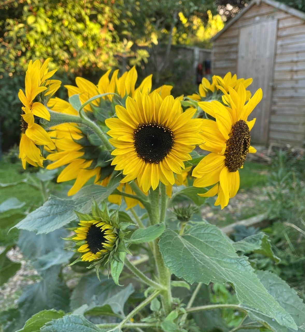 Sunflower Waooh! yellow blooms with trees and a shed behind